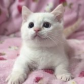ミヌエット(短足)
