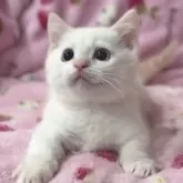 ミヌエット(短足)