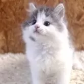 サイベリアン【北海道・女の子・2025年2月18日・ブルー&ホワイト】の写真1