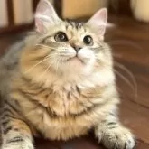 サイベリアン