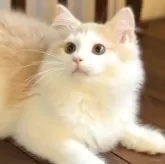 サイベリアン
