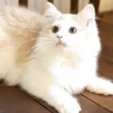 サイベリアン