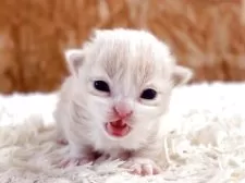 マンチカン(短足)【北海道・男の子・2025年5月14日・クリームタビー&ホワイト】の写真11