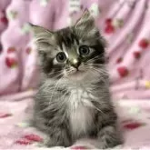 サイベリアン【北海道・男の子・2025年3月18日・ブラウンマッカレルタビー&ホワイト】の写真2