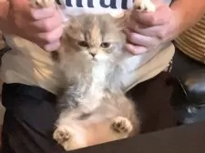 スコティッシュフォールド(立ち耳)【北海道・女の子・2025年7月10日・ブルーパッチトタビー&ホワイト】の写真8「お化けの練習」