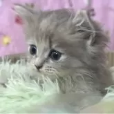 サイベリアン【北海道・女の子・2025年6月2日・ブルークリーム】の写真3