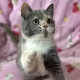 スコティッシュフォールド(立ち耳)【北海道・女の子・2025年7月10日・ブルークリーム&ホワイト】の写真3