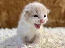 マンチカン(短足)【北海道・男の子・2025年8月18日・クリームタビー&ホワイト】の写真5