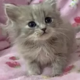 サイベリアン【北海道・女の子・2025年6月2日・ブルークリーム】の写真4