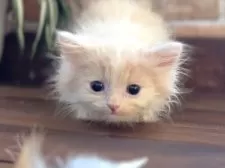 サイベリアン【北海道・男の子・2025年6月2日・クリームタビー&ホワイト】の写真9