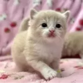 マンチカン(長足)【北海道・男の子・2025年8月18日・クリームタビー&ホワイト】の写真11