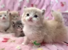 マンチカン(長足)【北海道・男の子・2025年8月18日・クリームタビー&ホワイト】の写真7