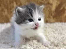 サイベリアン【北海道・女の子・2025年2月18日・ブルー&ホワイト】の写真10