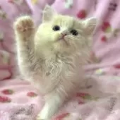 サイベリアン【北海道・男の子・2025年6月2日・クリームタビー&ホワイト】の写真3