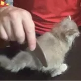 サイベリアン【北海道・女の子・2025年6月2日・ブルークリーム】の写真6