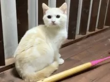 ミヌエット(長足)【北海道・男の子・2024年9月3日・クリームカメオタビー&ホワイト】の写真7