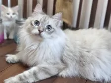 サイベリアン【北海道・男の子・2024年3月16日・ブルーリンクスポイント】の写真5