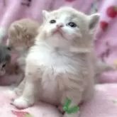 マンチカン(長足)【北海道・男の子・2025年8月18日・クリームタビー&ホワイト】の写真10