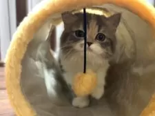 スコティッシュフォールド(立ち耳)【北海道・女の子・2025年7月10日・ブルーパッチトタビー&ホワイト】の写真4