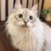 サイベリアン【北海道・男の子・2024年3月16日・ブルーリンクスポイント】の写真6