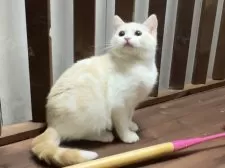 ミヌエット(長足)【北海道・男の子・2024年9月3日・クリームカメオタビー&ホワイト】の写真9