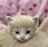 マンチカン(長足)【北海道・男の子・2025年8月18日・クリームタビー&ホワイト】の写真11