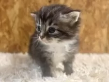 サイベリアン【北海道・男の子・2025年3月18日・ブラウンマッカレルタビー&ホワイト】の写真9