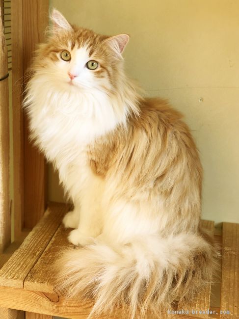 お顔も可愛く、性格も良い。そんなブリーディングを心がけております。｜杉山　徹(すぎやま　とおる)ブリーダー(静岡県・ノルウェージャンフォレストキャット・ICC登録)の紹介写真2