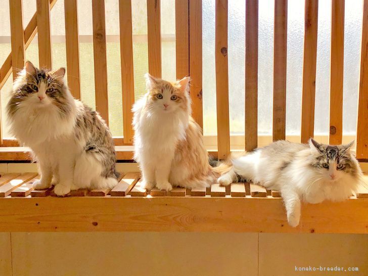日当たりの良い部屋でのんびり日光浴。｜杉山　徹(すぎやま　とおる)ブリーダー(静岡県・ノルウェージャンフォレストキャット・ICC登録)の紹介写真3