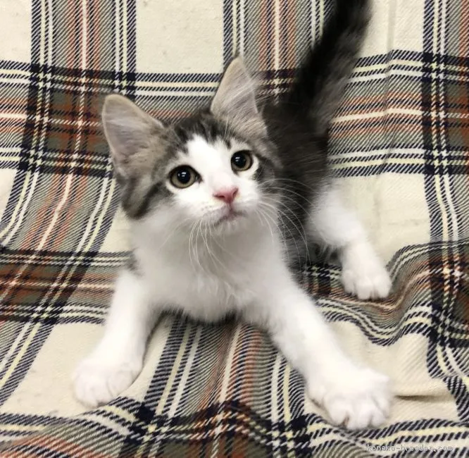 Pure David 様のお迎えした子猫