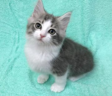 ノルウェージャンフォレストキャット【静岡県・男の子・2018年8月22日・ブルーマッカレルタビーアンドホワイト】の写真「おめめの大きな可愛い男の子。」