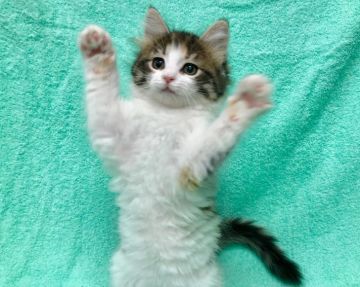 ノルウェージャンフォレストキャット【静岡県・女の子・2019年1月29日・ブラウンパッチドマッカレルタビーアンドホワイト】の写真「お顔も模様もとてもキレイな子です。」