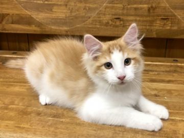 ノルウェージャンフォレストキャット【静岡県・男の子・2018年9月13日・レッドマッカレルタビーアンドホワイト】の写真「クールな顔立ちの男の子。」