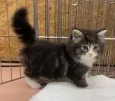 ノルウェージャンフォレストキャット【静岡県・女の子・2025年2月6日・ブラウンタビーアンドホワイト】の写真3