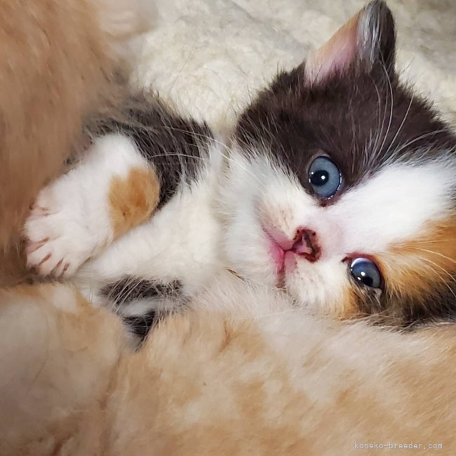 山口　直也(やまぐち　なおや)ブリーダー(埼玉県・マンチカンなど・TICA/ICC登録)の紹介写真5