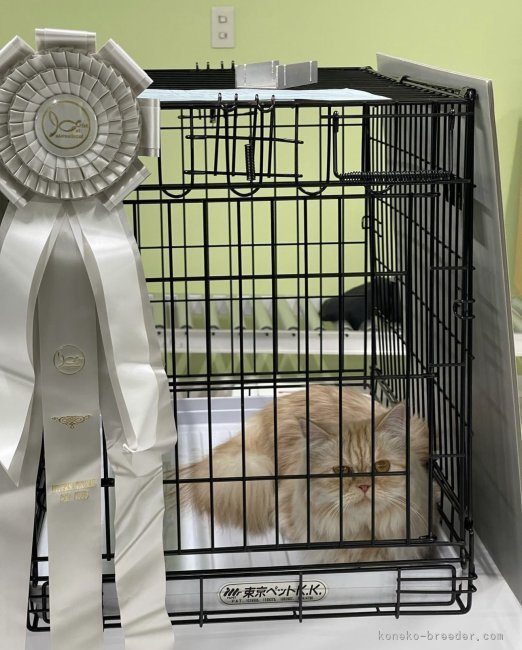 ICCベストカラーショー七席取得のミヌエット｜山口　直也(やまぐち　なおや)ブリーダー(埼玉県・マンチカンなど・TICA/ICC登録)の紹介写真6