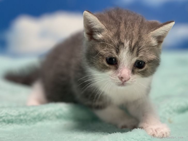 いよかん 様のお迎えした子猫