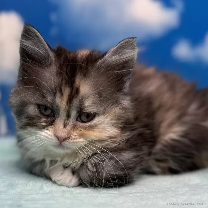 ID：2403-00872の子猫