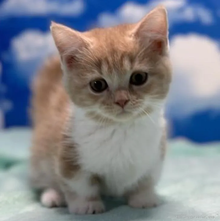 Y.Y 様のお迎えした子猫