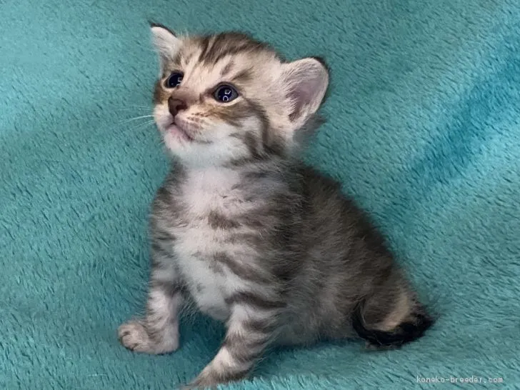 そら 様のお迎えした子猫