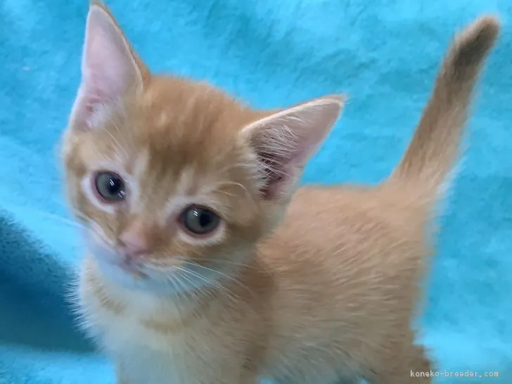 ID：1902-01270の子猫