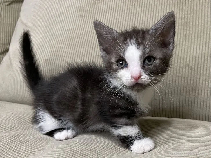 うき 様のお迎えした子猫