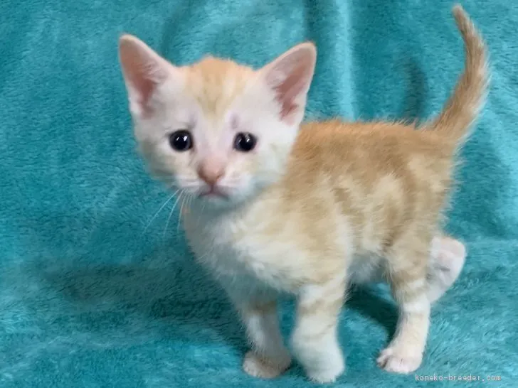 ID：1906-02177の子猫