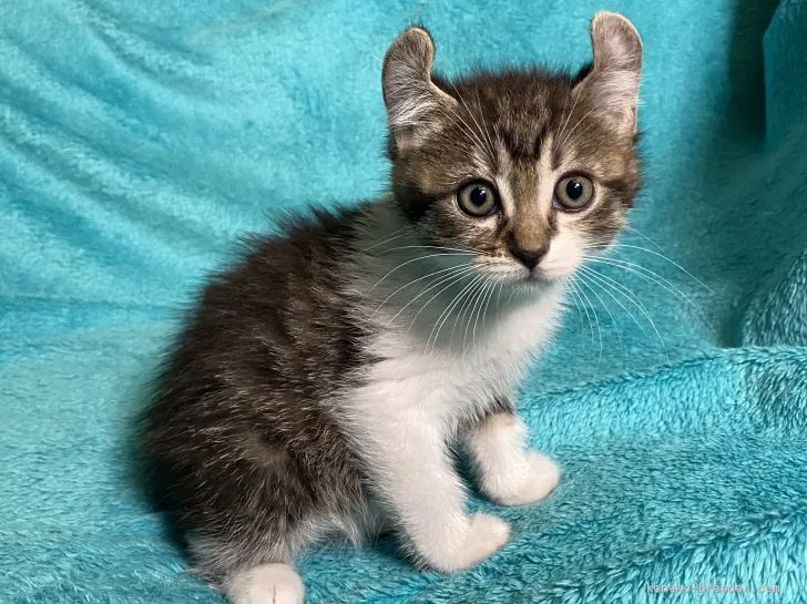 セラ 様のお迎えした子猫