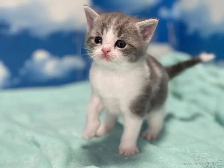 Y.H 様のお迎えした子猫