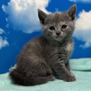 マンチカン(長足)【埼玉県・女の子・2023年10月25日・ブルートーティー】の写真「歳末セール！超人気のブルー系の超可愛いお姫さま🎶」