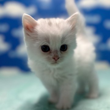 マンチカン(長足)【埼玉県・男の子・2023年11月22日・ホワイト（セミロングヘアー）】の写真「白馬の様なイケメンボーイの超可愛い長足王子様！」