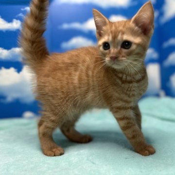 マンチカン(長足)【埼玉県・男の子・2023年10月25日・レッドタビー】の写真「天真爛漫で元気で陽気な長足王子様🎶」