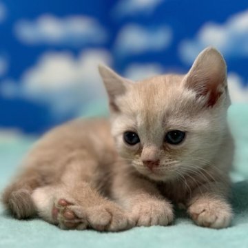 マンチカン(長足)【埼玉県・女の子・2023年10月25日・クリームタビー】の写真「歳末セール！超人気クリー色の超可愛いお姫さま🎶」