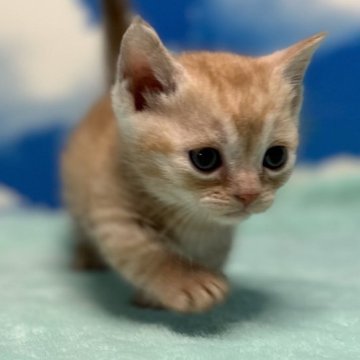 マンチカン(短足)【埼玉県・男の子・2023年10月25日・レッドタビー】の写真「クリクリお目々の歩く姿が超可愛い短足王子様🎶」